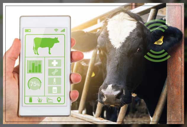 Smart farming technology with mobile app monitoring livestock